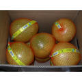 Pomelo fresco do mel da colheita novo